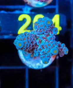 Wysiwyg Acropora Frag  [F197]