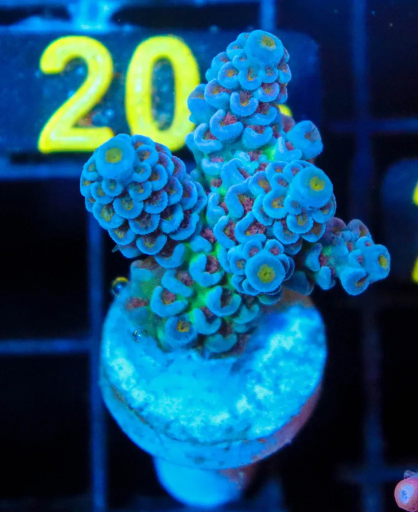 Frag Box Corals