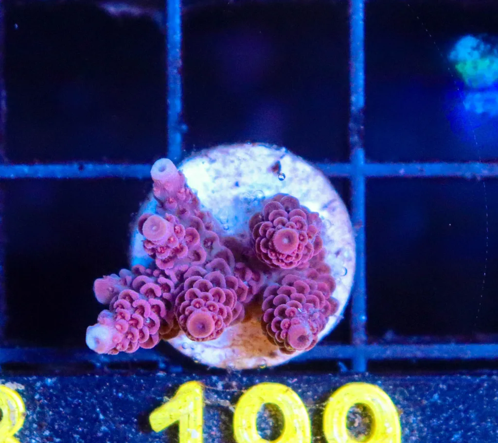 Frag Box Corals