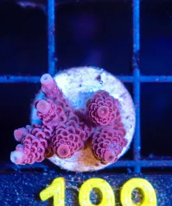 Wysiwyg Acropora Millepora Frag [F199]