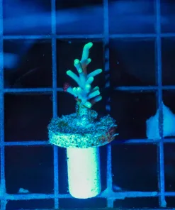 Wysiwyg Acropora Frag [F201]