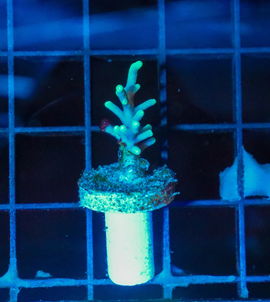 Frag Box Corals