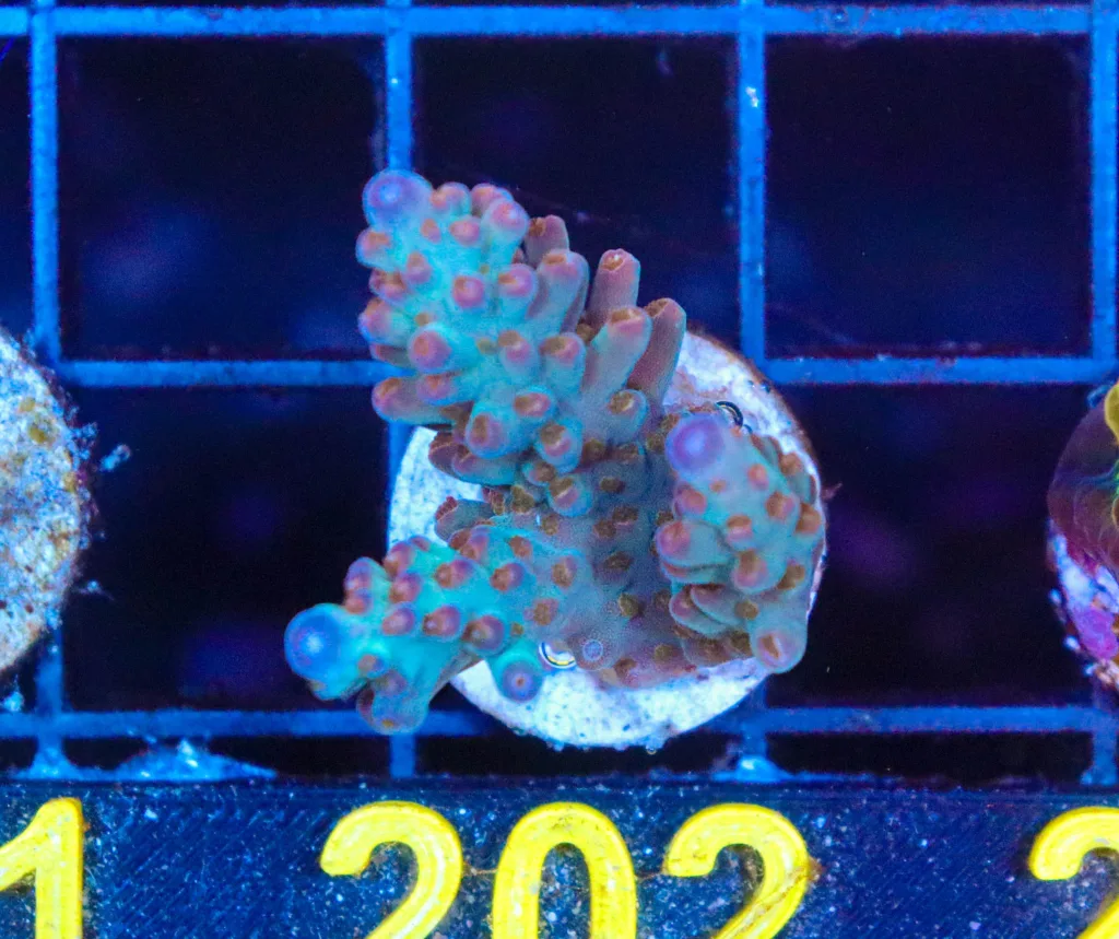 Frag Box Corals