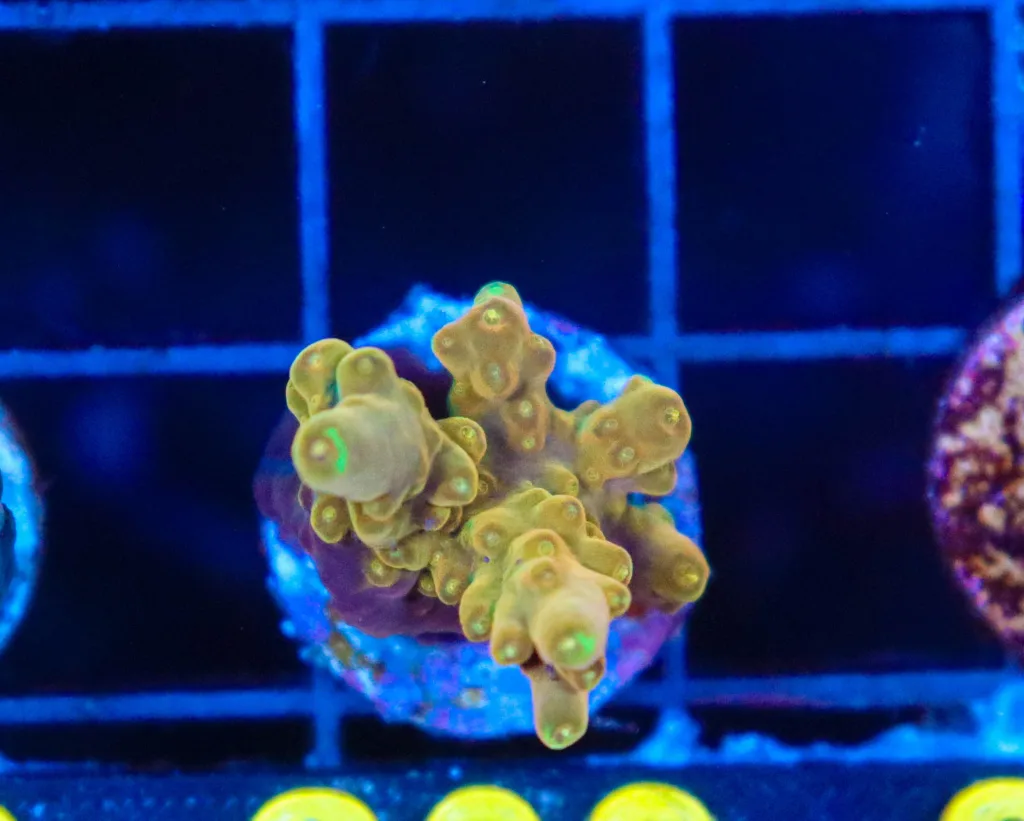 Frag Box Corals