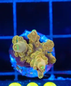 Wysiwyg  Acropora Frag [F203]