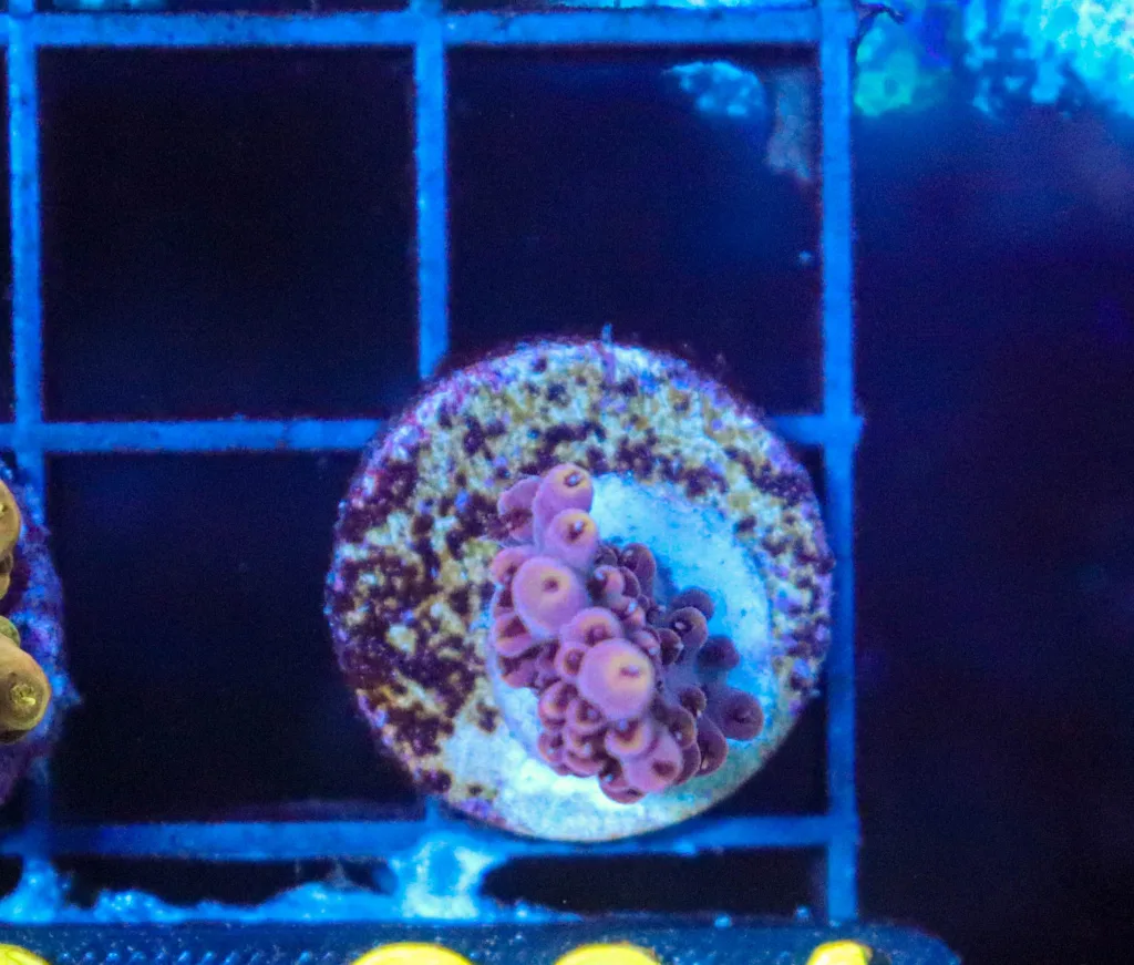 Frag Box Corals