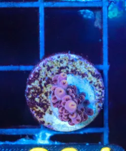 Wysiwyg Acropora Frag [F204]