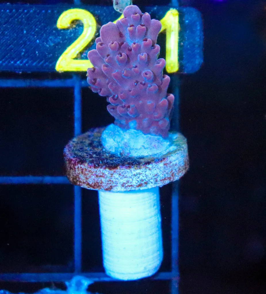 Frag Box Corals