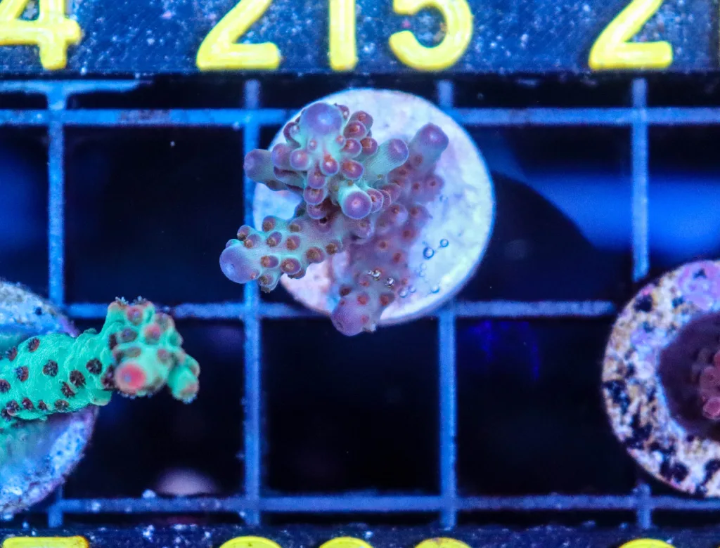 Frag Box Corals