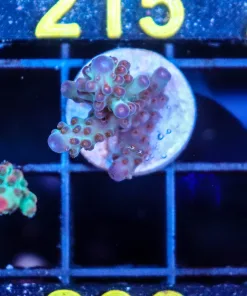 Wysiwyg  Acropora Frag [F208]