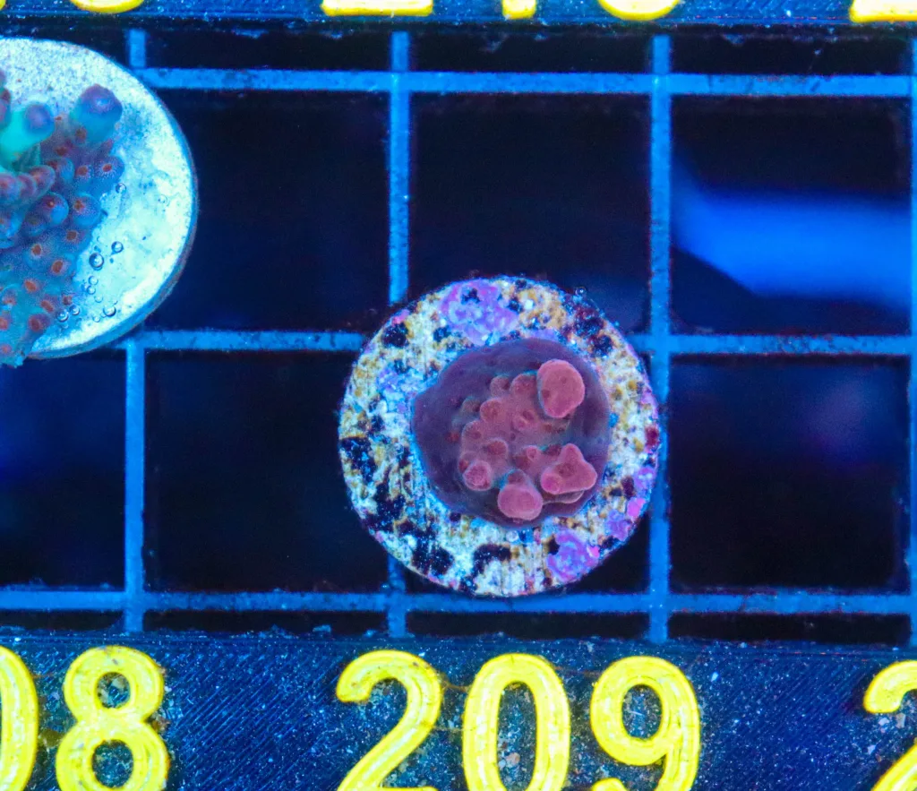 Frag Box Corals