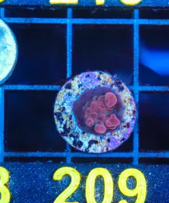 Wysiwyg Acropora Frag [F209]