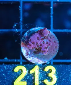 Wysiwyg Acropora Frag [F213]