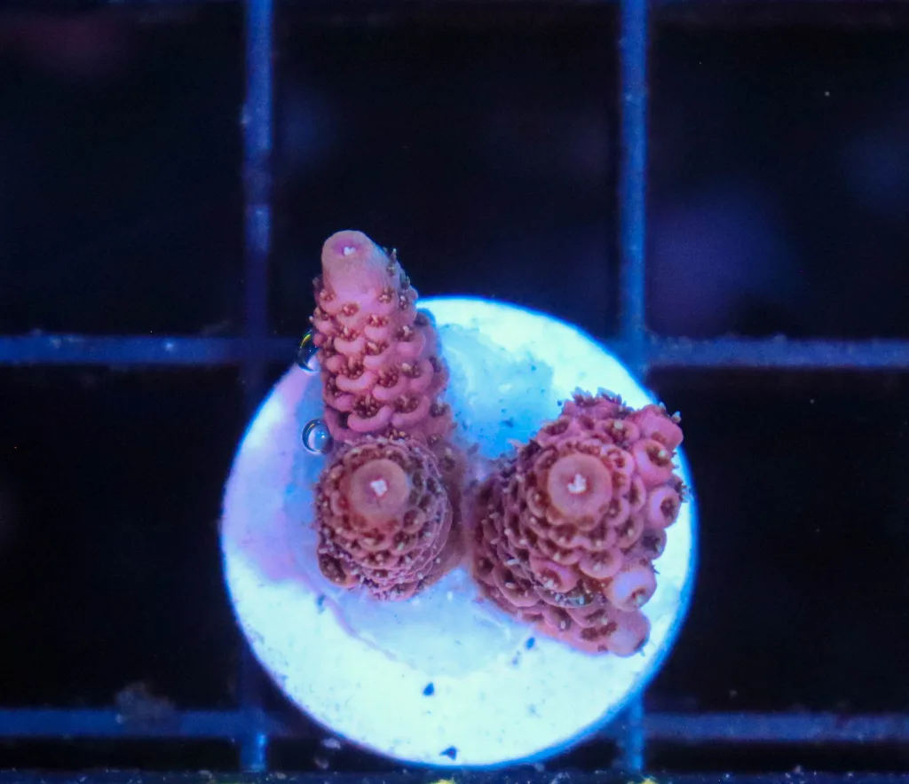 Frag Box Corals
