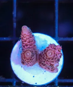 Wysiwyg Acropora Millepora Frag [F214]