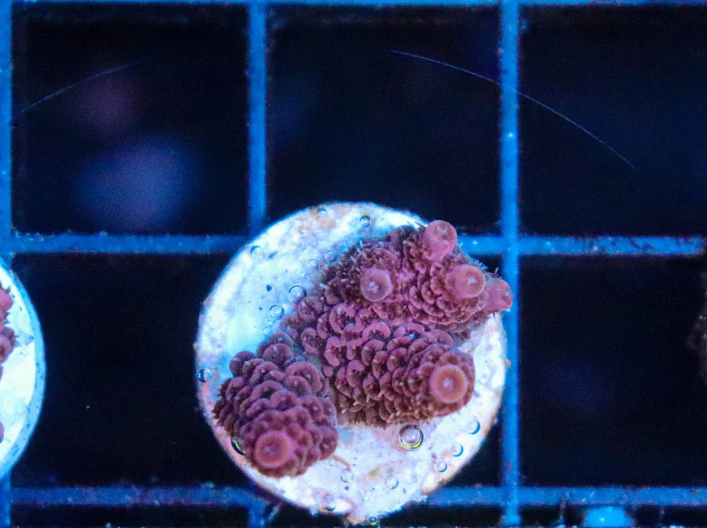 Frag Box Corals