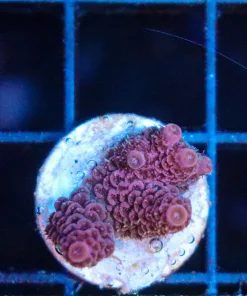 Wysiwyg  Acropora Millepora Frag  [F215]