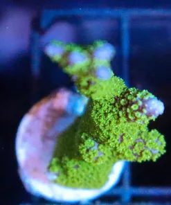 Wysiwyg Montipora Stellata Frag [F219]
