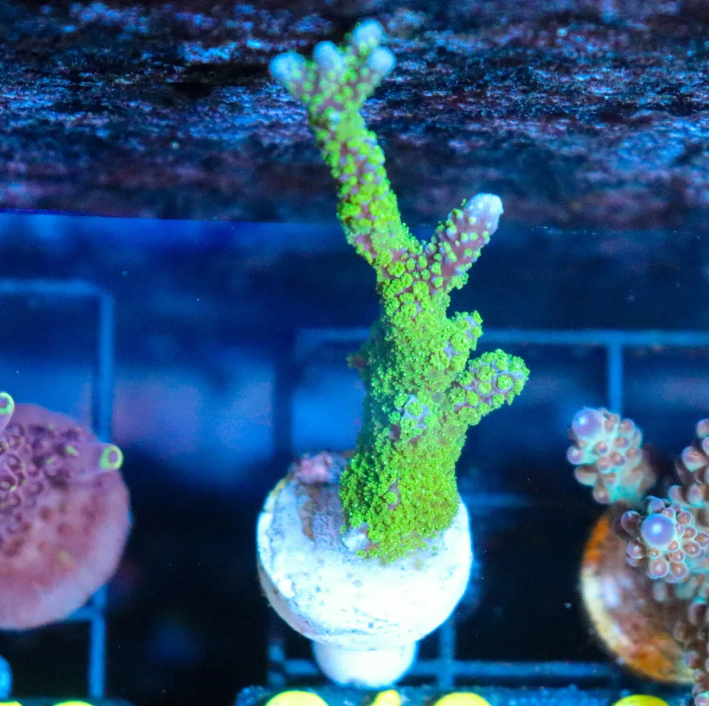 Frag Box Corals
