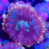 White Rhodactis Mushroom Coral Frag (Row #96)