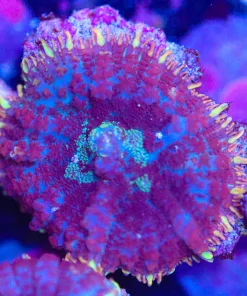 White Rhodactis Mushroom Coral Frag (Row #96)