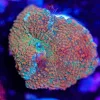 Tequila Sunrise Mushroom Coral Frag (Row #99)