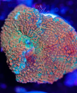 Mushroom Coral Frag (Row #99)