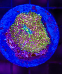 Wysiwyg Starry Night Mushroom Coral (C158)