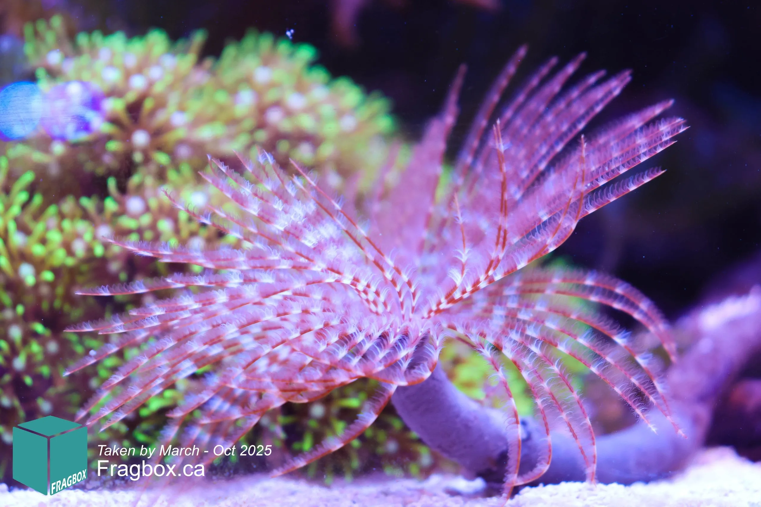 Large Feather Duster