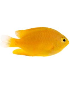 ORA Captive Bred Lemon Damsel