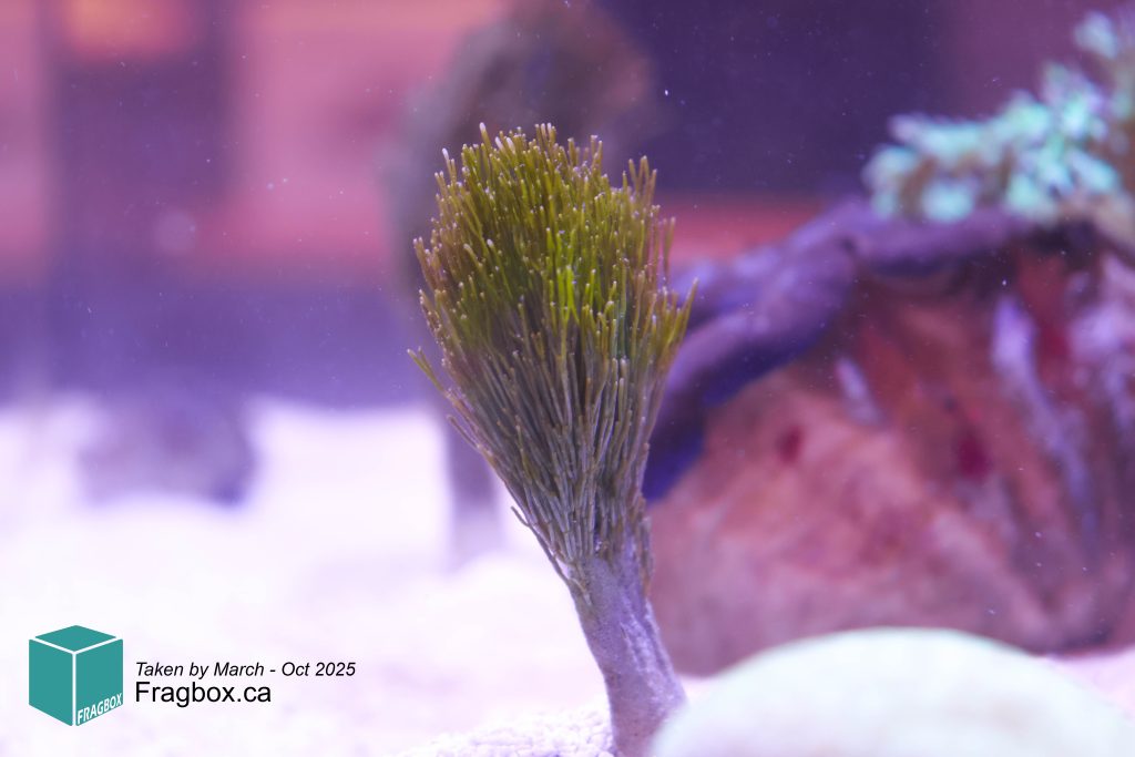 Frag Box Corals