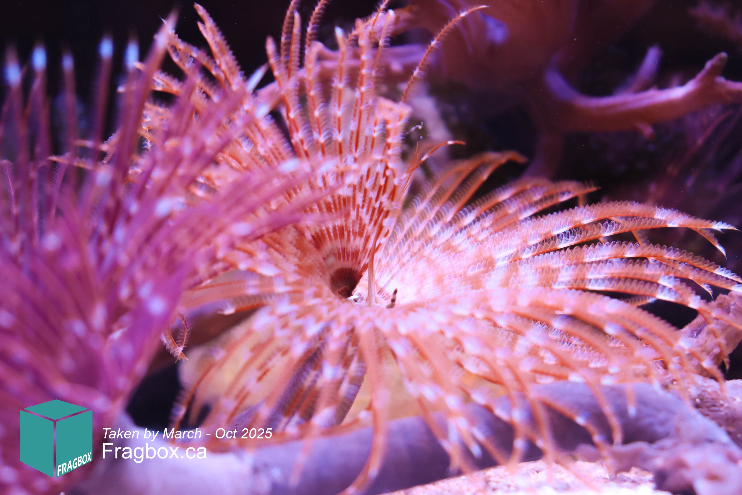 Pink Feather Duster