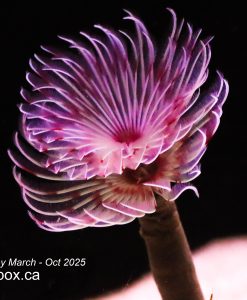 White Whispy Feather Duster