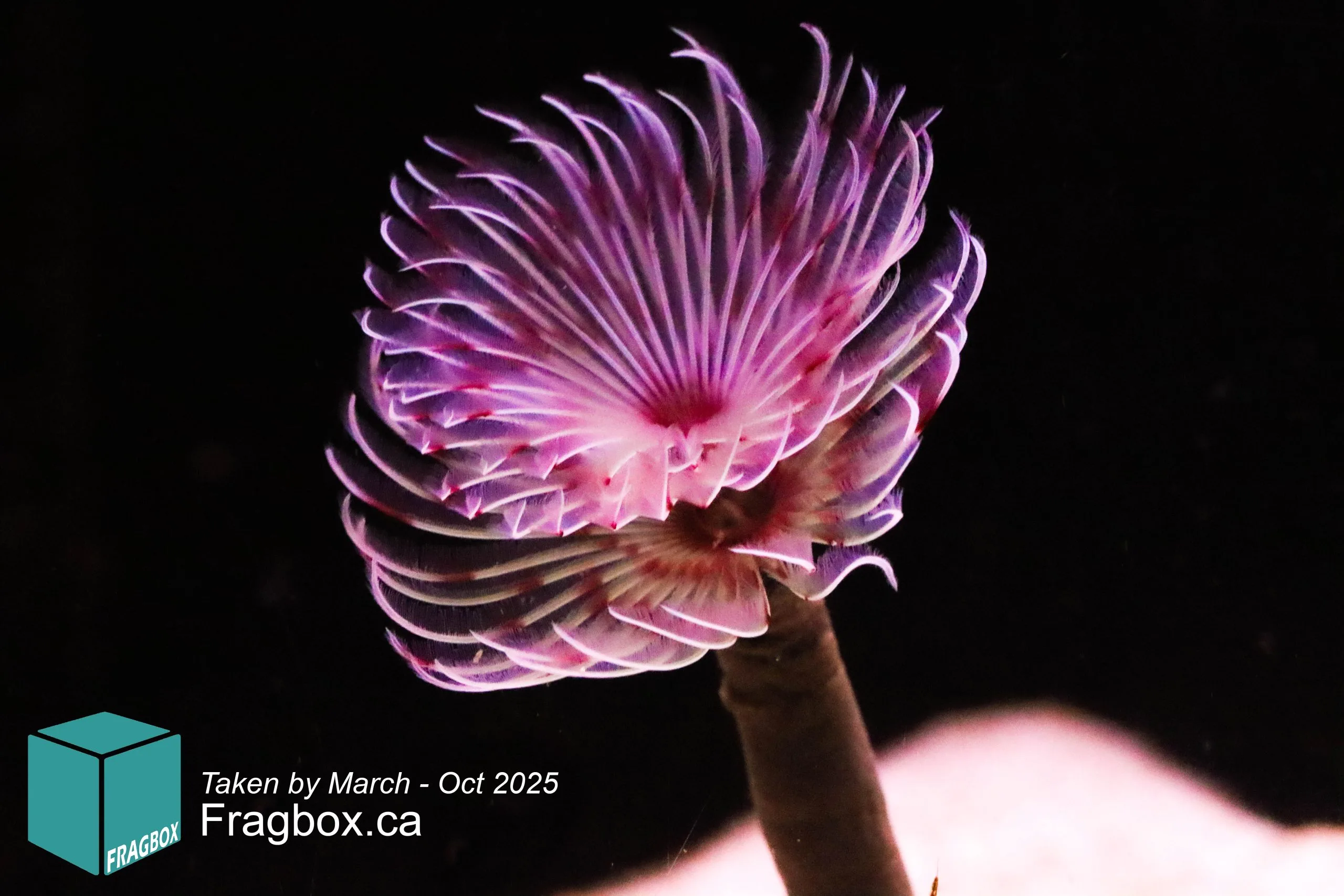 Pink and white feather duster coral