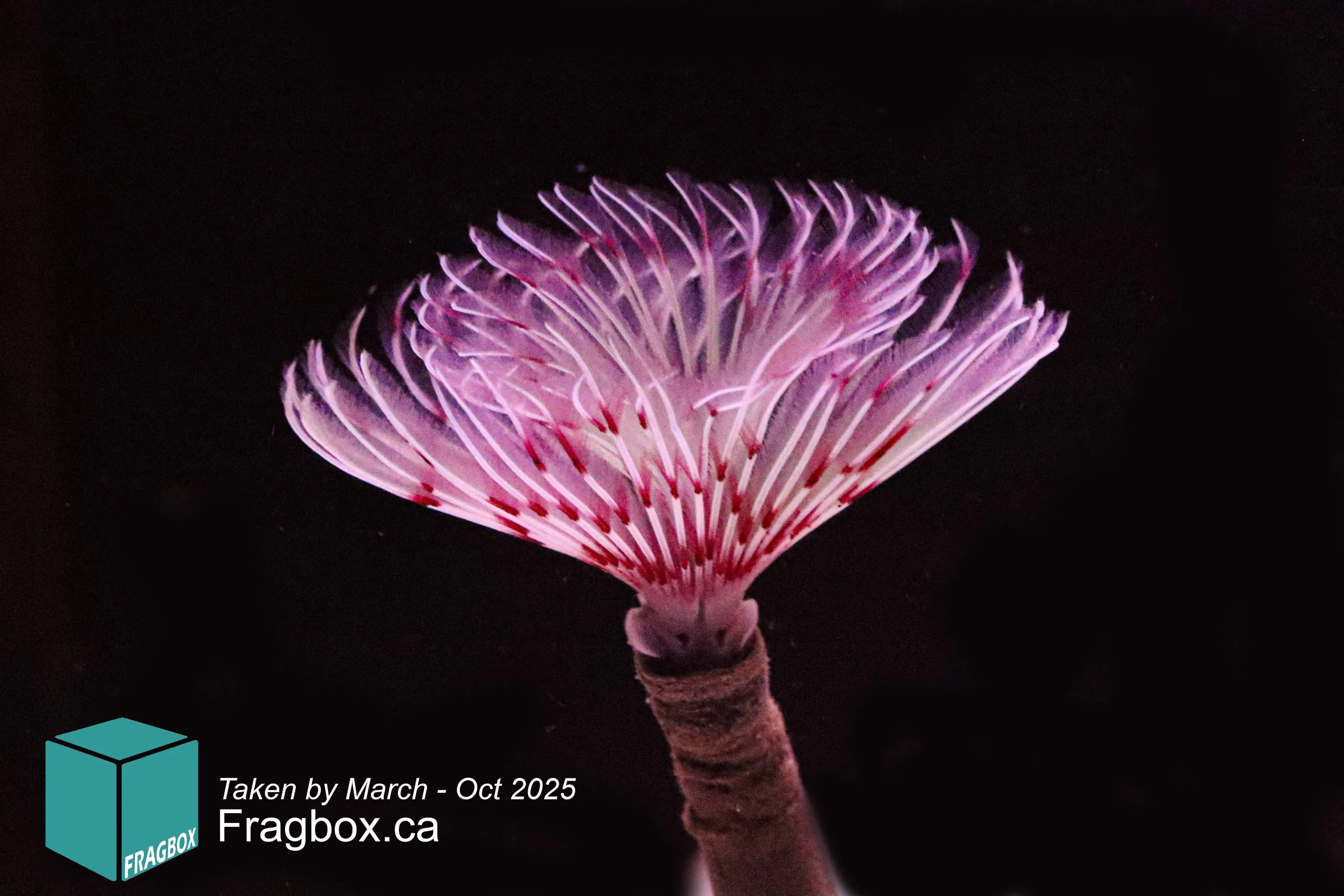 Pink feather duster coral