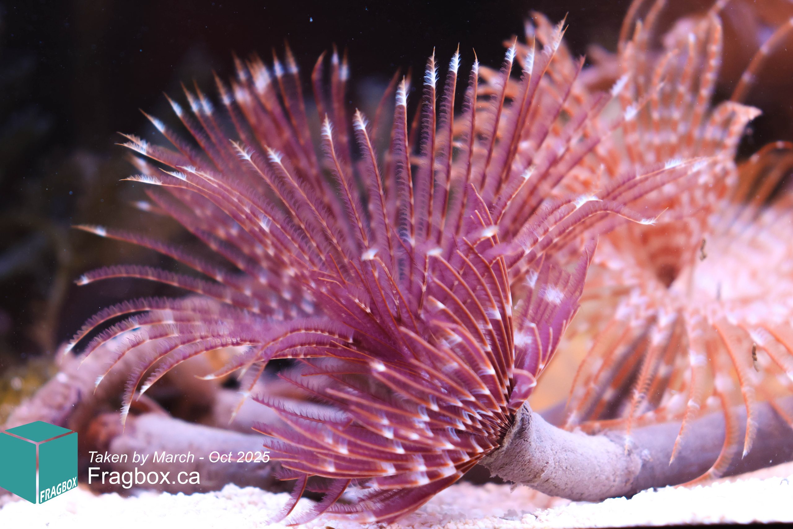 Purple Feather Duster