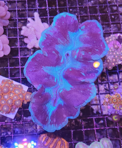 Wysiwyg XL Showsize Clam