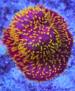 Freak Hair Pavona Small Frag