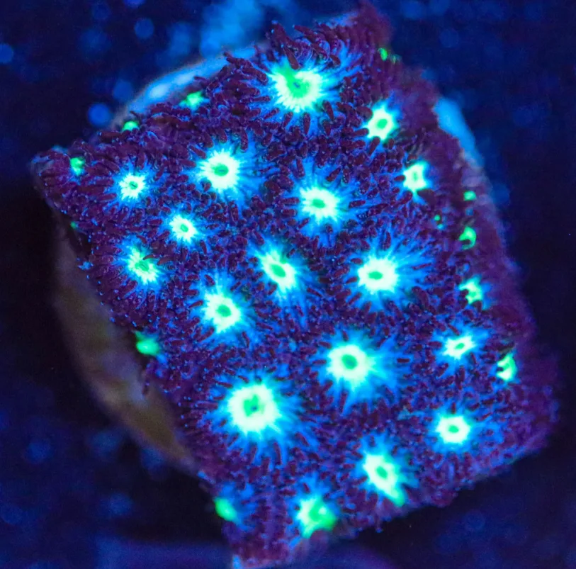 Frag Box Corals
