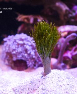 Shaving Brush Macro Algae
