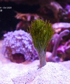 Shaving Brush Macro Algae