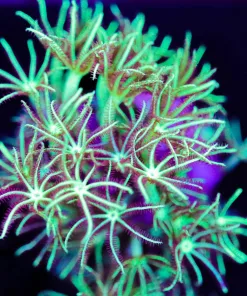 Green Spaghetti Gsp Frag (Row #23:B)