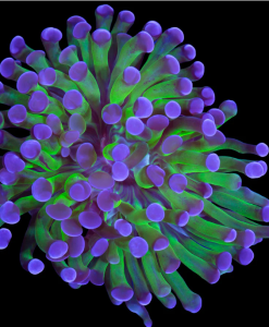 Classic Purple Green Hammer Coral Frag