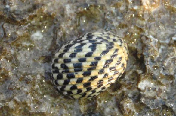 nerite shell
