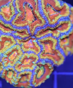 Orange Ultra Acan Coral