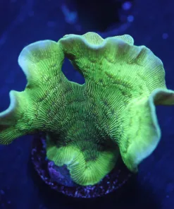 Pavona Cactus Coral (Row #23)