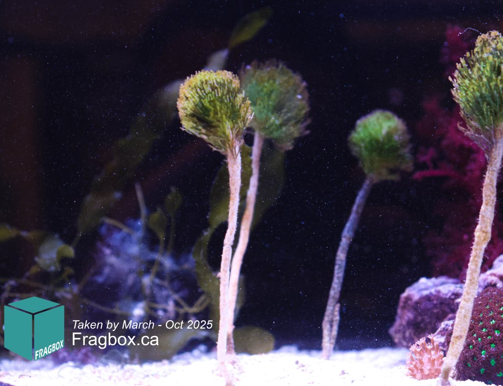 Frag Box Corals