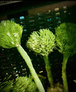 Pom Pom Macro Algae