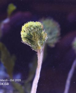 Pom Pom Macro Algae