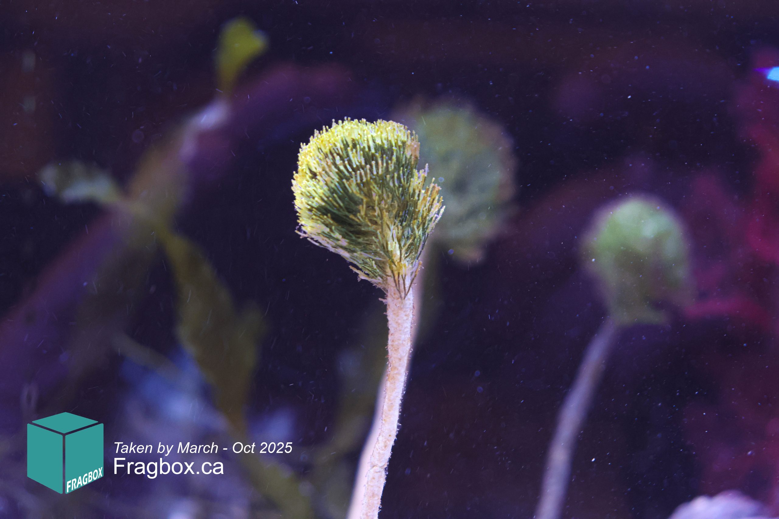 pom pom macro algae